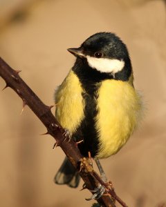 Fluffy Great Tit
