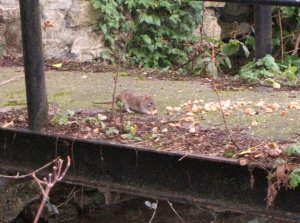 Brown rat feeding