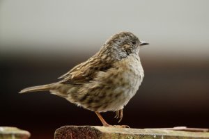 Dunnock