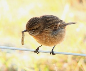 Stonechat