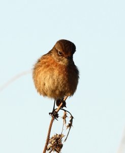 Stonechat