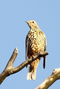 Mistle thrush