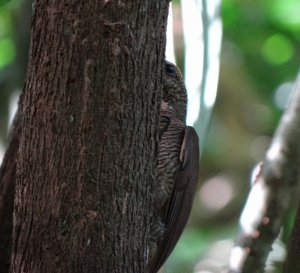 Barred Woodcreeper