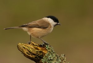 Marsh Tit