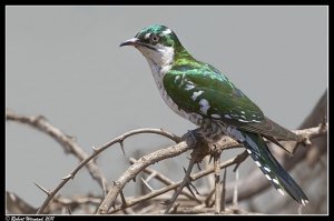 Dideric Cuckoo