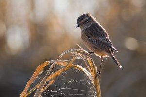 Stonechat (f)