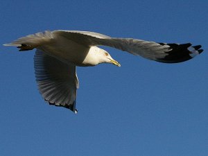 Ring-billed Gull in Dallas, Texas