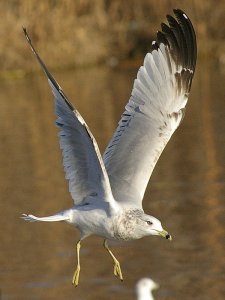 Ring-billed Gull in Dallas, Texas