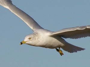 Ring-billed Gull in Dallas, Texas