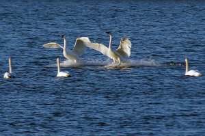 Trumpeter Swans