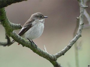 Pied Flycatcher