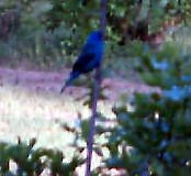 Indigo Bunting