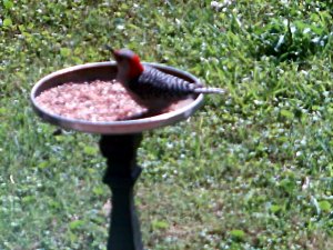 Female red-bellied woodpecker