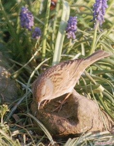 dunnock on flowerbed