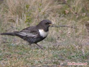 Ring Ouzel