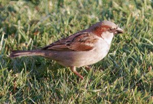 house sparrow on lawn
