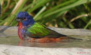 Painted Bunting