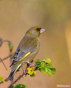 Greenfinch on Ramanas Rose