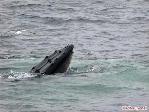 Humpback Whale