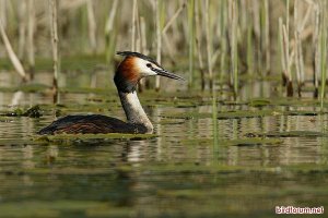 Great Crested Grebe