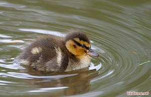 The last duckling