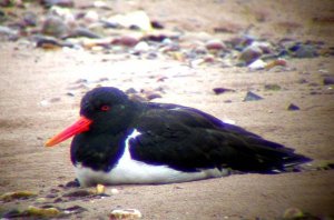 It's a hard life for an Oystercatcher