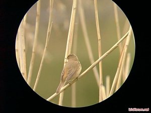 Reed Warbler