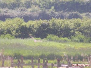 Female Marsh Harrier