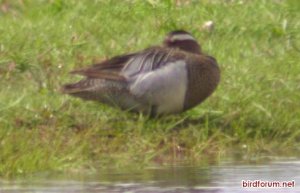 Garganey at Exminster Marshes.