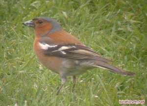 chaffinch on lawn