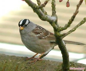 White Crowned Sparrow