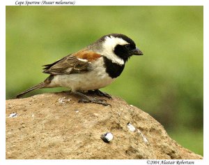 Cape sparrow (male)