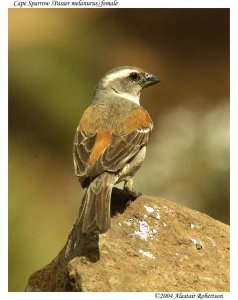 Cape sparrow (female)