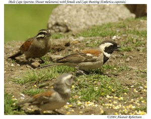 Cape sparrows and cape bunting