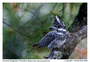 Crested Kingfisher (Female)