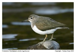 Birds of BHUTAN