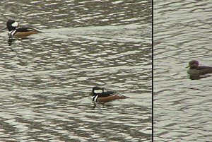 Hooded Mergansers