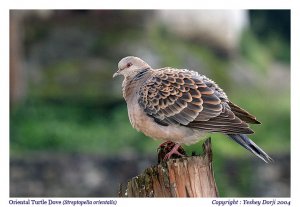 Birds of BHUTAN