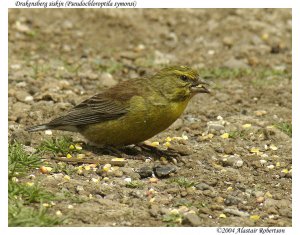 Drakensberg Siskin