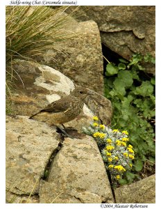 Sickle-wing chat