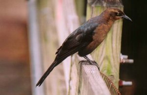 Female Boat-tailed Grackle?
