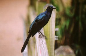 Male Boat-tailed Grackle