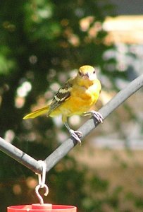 Juvenile Baltimore Oriole