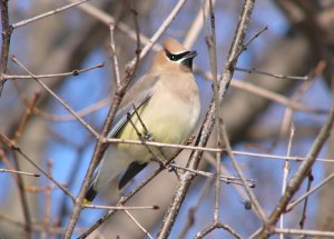 Cedar Waxwing - another view