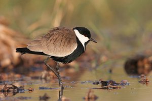 Spur-winged Plover