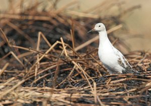 White Ruff