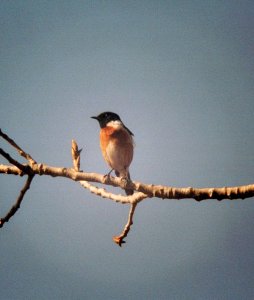 Stonechat