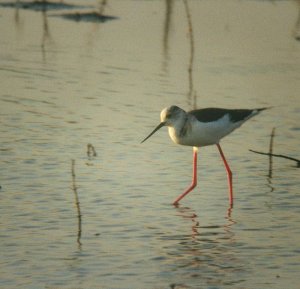 Black - Winged Stilt