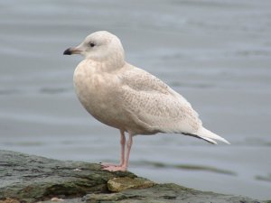 Iceland Gull