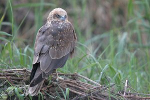 Marsh Harrier